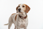 Yourdog – Croquettes pour chien – Chien courant d'Istrie à poil dur - Adulte