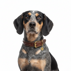 Yourdog – Croquettes pour chien – Courant Lucernois - Adulte