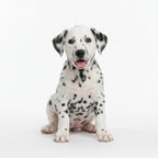 Yourdog – Croquettes pour chien – Dalmatien - Chiot – 12 kg