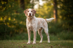 Yourdog – Croquettes pour chien – Chien d'arrêt italien (Spinone) - Adulte – 12 kg