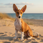Yourdog – Croquettes pour chien – Podenco d'Ibiza (Chien de garenne des Baléares) - Chiot - 12 kg