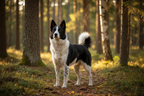 Yourdog – Croquettes pour chien – Chien d'Ours de Carélie - Adulte
