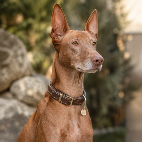 Yourdog – Croquettes pour chien – Chien du Pharaon - Senior – 12 kg - Caractéristiques