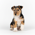 Yourdog – Croquettes pour chien – Fox-terrier à poil dur Chiot – 12 kg
