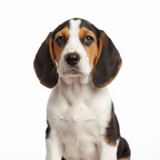 Yourdog - Croquettes pour chien – Foxhound Américain - Chiot – 12 kg