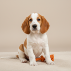 Yourdog – Croquettes pour chien – Grand Anglo-Français Blanc et Orange - Chiot – 12 kg