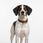 Yourdog – Croquettes pour chien – Grand Anglo-Français de petite vénerie tricolore - Adulte – 12 kg