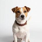 Yourdog – Croquettes pour chien – Jack Russell - Adulte