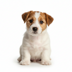 Yourdog – Croquettes pour chien – Jack Russell - Chiot – 12 kg