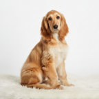 Yourdog - Croquettes pour chien – Lévrier Afghan - Chiot – 12 kg