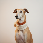 Yourdog – Croquettes pour chien – Lévrier anglais – Senior – 12 kg