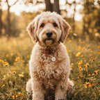 Yourdog – Croquettes pour chien – Labradoodle - Sénior – 12 kg