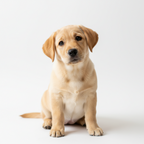 Yourdog - Croquettes pour chien – Labrador - Chiot – 12 kg