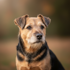 Yourdog – Croquettes pour chien – Lakeland Terrier - Senior