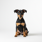 Yourdog – Croquettes pour chien – Manchester Terrier - Chiot – 12 kg