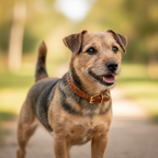 Yourdog – Croquettes pour chien – Norfolk Terrier - Adulte – 12 kg