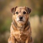 Yourdog – Croquettes pour chien – Norfolk Terrier - Senior – 12 kg