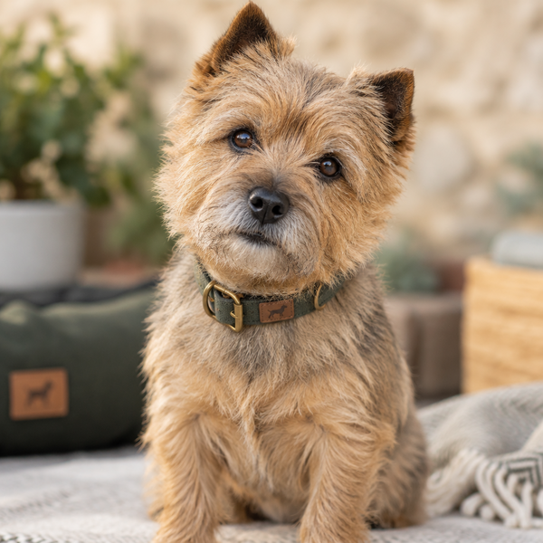 Yourdog – Croquettes pour chien – Norwich Terrier - Senior – 12 kg - Caractéristiques