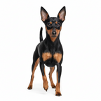 Yourdog – Croquettes pour chien – Pinscher - Adulte