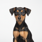 Yourdog – Croquettes pour chien – Pinscher Allemand - Chiot – 12 kg