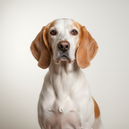 Yourdog – Croquettes pour chien – Porcelaine - Senior