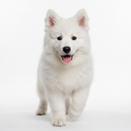Yourdog – Croquettes pour chien – Samoyède - Chiot – 12 kg