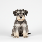 Yourdog – Croquettes pour chien – Schnauzer nain - Chiot – 12 kg