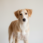 Yourdog – Croquettes pour chien – Silken Windhound (Lévrier de soie) - Chiot – 12 kg