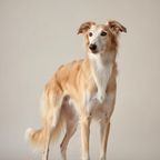 Yourdog - Croquettes pour chien – Silken Windhound (Lévrier de soie) - Senior – 12 kg