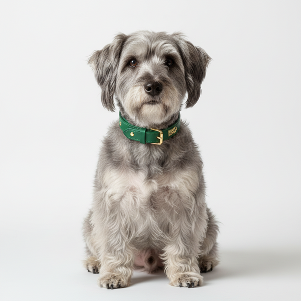 Yourdog - Croquettes pour chien – Skye Terrier - Adulte – 12 kg - Caractéristiques