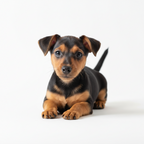 Yourdog – Croquettes pour chien – Terrier anglais miniature – Chiot – 12 kg