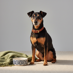 Yourdog – Croquettes pour chien – Terrier anglais miniature – Senior – 12 kg