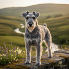 Yourdog – Croquettes pour chien – Terrier Bleu d'Irlande - Senior – 12 kg