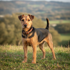 Yourdog - Croquettes pour chien – Terrier de Lakeland – Adulte – 12 kg