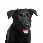Yourdog – Croquettes pour chien – Terrier Noir Russe - Chiot – 12 kg