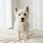Yourdog – Croquettes pour chien – Westie - Adulte – 12 kg