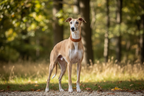 Yourdog – Croquettes pour chien – Whippet - Adulte – 12 kg