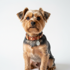 Yourdog – Croquettes pour chien – Yorkshire Terrier - Adulte – 12 kg
