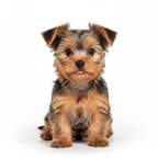 Yourdog – Croquettes pour chien – Yorkshire Terrier - Chiot – 12 kg