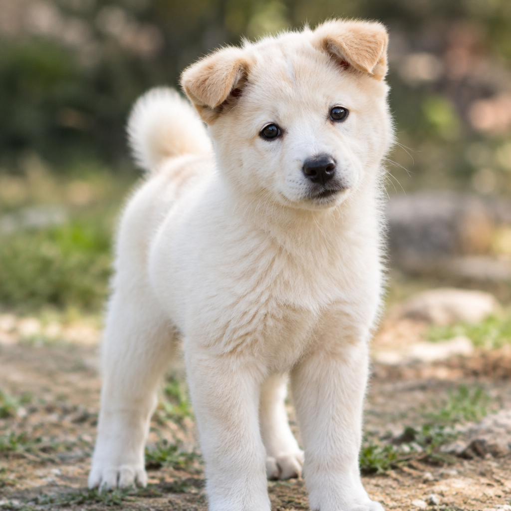 Yourdog – Croquettes pour chien – Jindo Coréen - Chiot – 12 kg