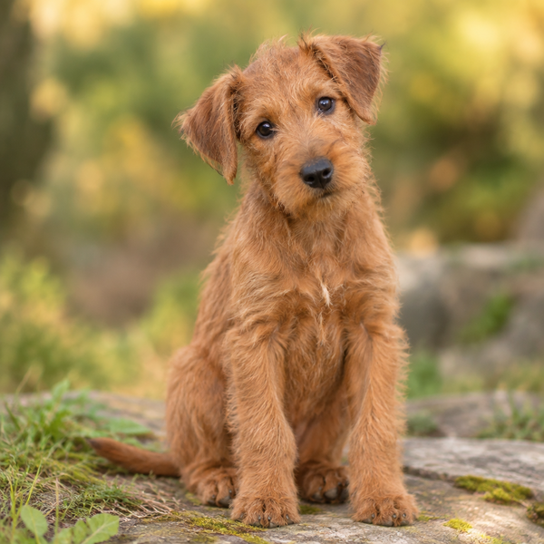 Yourdog – Croquettes pour chien – Terrier irlandais - Chiot – 12 kg - Caractéristiques
