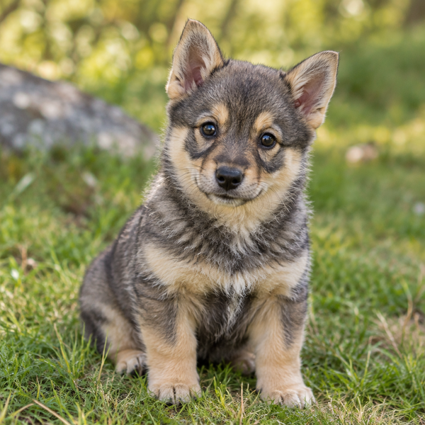 Yourdog – Croquettes pour chien – Vallhund suédois - Chiot – 12 kg - Caractéristiques