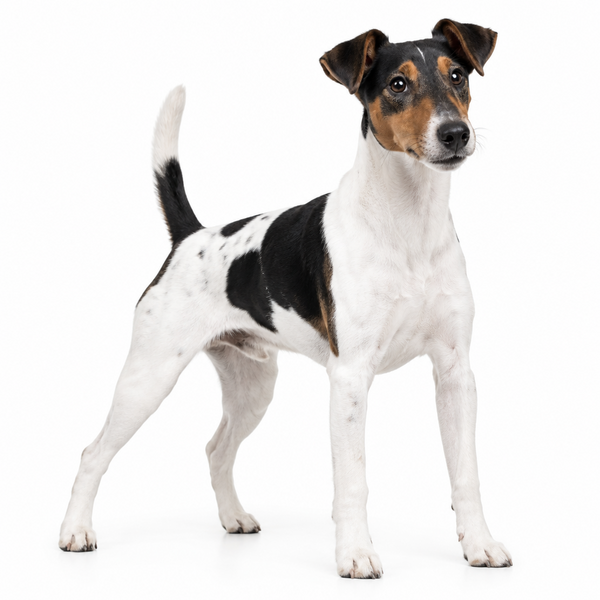 Yourdog - Croquettes pour chien – Fox-terrier à poil lisse - Adulte – 12 kg - Caractéristiques