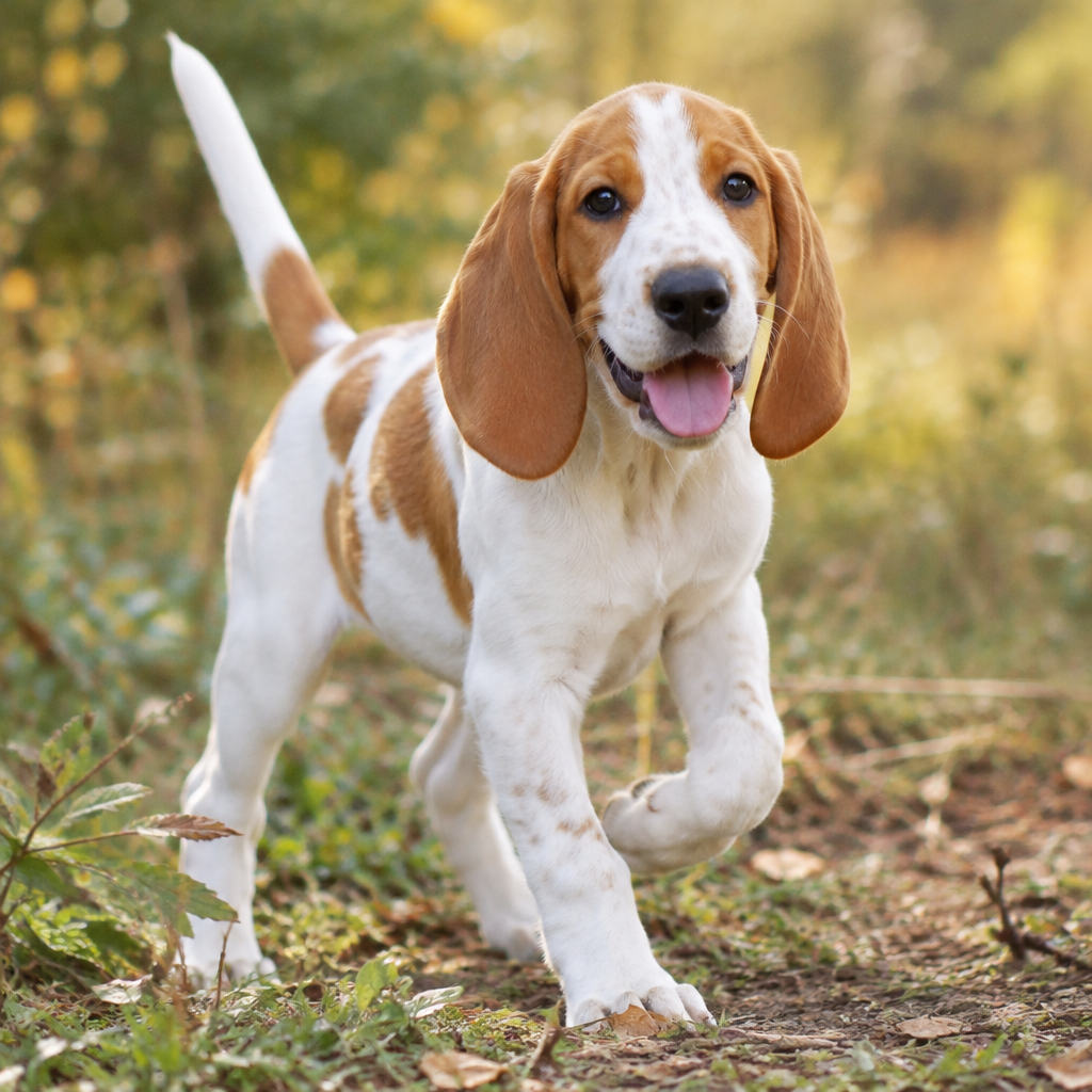 Yourdog – Croquettes pour chien – Grand Anglo-Français Blanc et Orange - Chiot – 12 kg