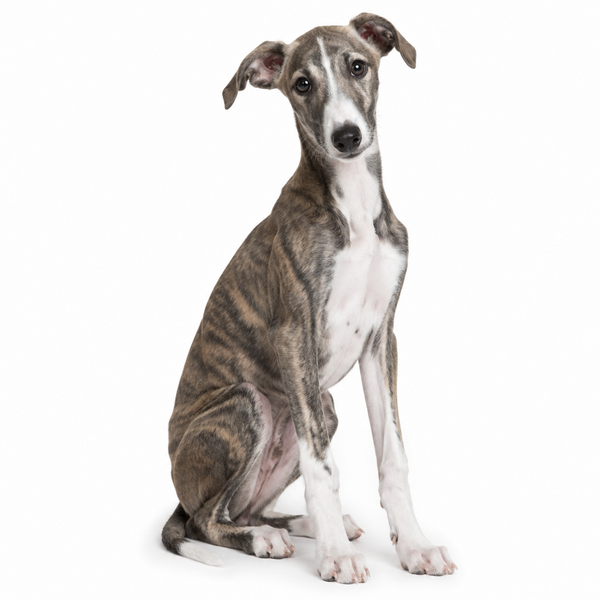 Yourdog – Croquettes pour chien – Lévrier Hongrois - Chiot – 12 kg - Caractéristiques