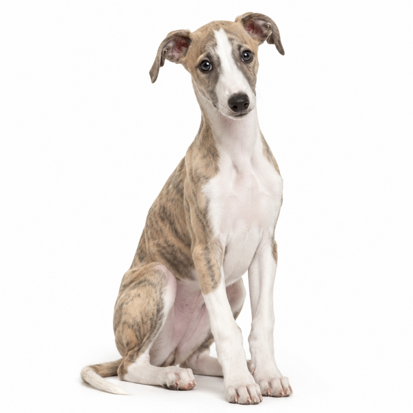 Yourdog – Croquettes pour chien – Lévrier Whippet - Chiot – 12 kg - Caractéristiques
