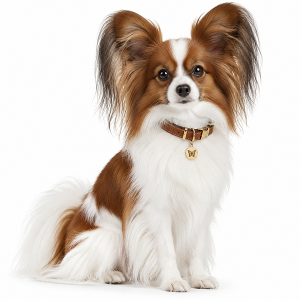 Yourdog – Croquettes pour chien – Épagneul Nain Continental - Adulte – 12 kg - Caractéristiques