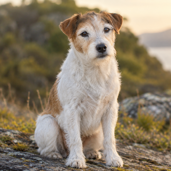 Yourdog - Croquettes pour chien – Parson Russell Terrier - Senior – 12 kg - Caractéristiques