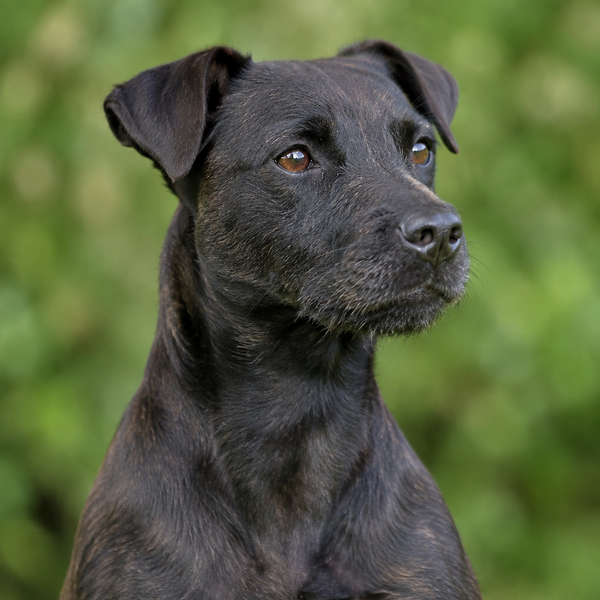 Yourdog – Croquettes pour chien – Patterdale Terrier - Adulte – 12 kg - Caractéristiques