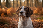 Yourdog – Croquettes pour chien – Petit chien hollandais de chasse au gibier d'eau - Senior